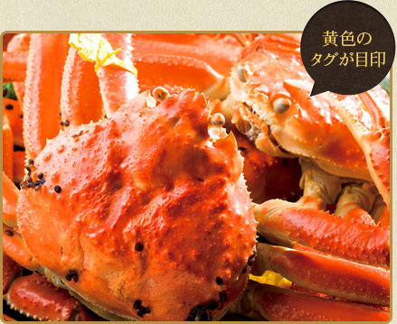 越前ガニイメージ
